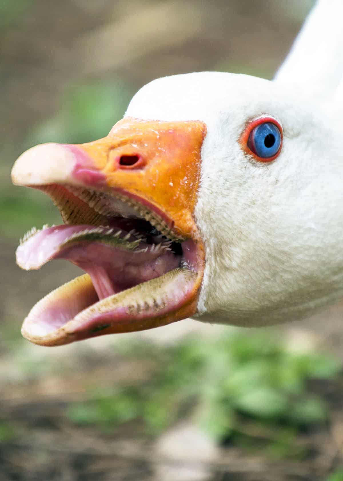 gooseteeth